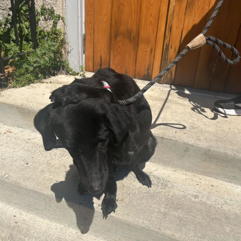 An adult medium-sized female Black Labrador Retriever dog named Lucy for adoption in Buffalo, NY