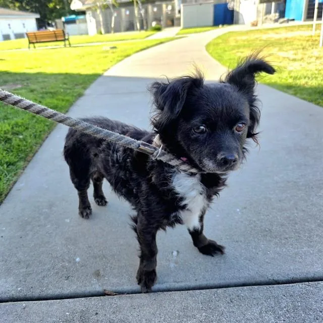 An adult small-sized female Chihuahua dog named Itsy Bitsy for adoption in Long Beach, CA