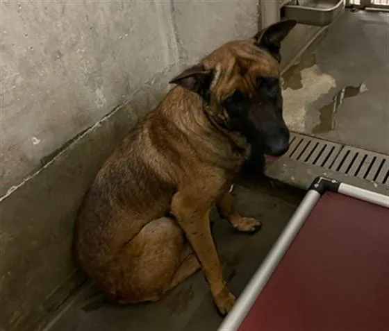 An adult large-sized male German Shepherd Dog dog named Skippy for adoption in Los Angeles, CA