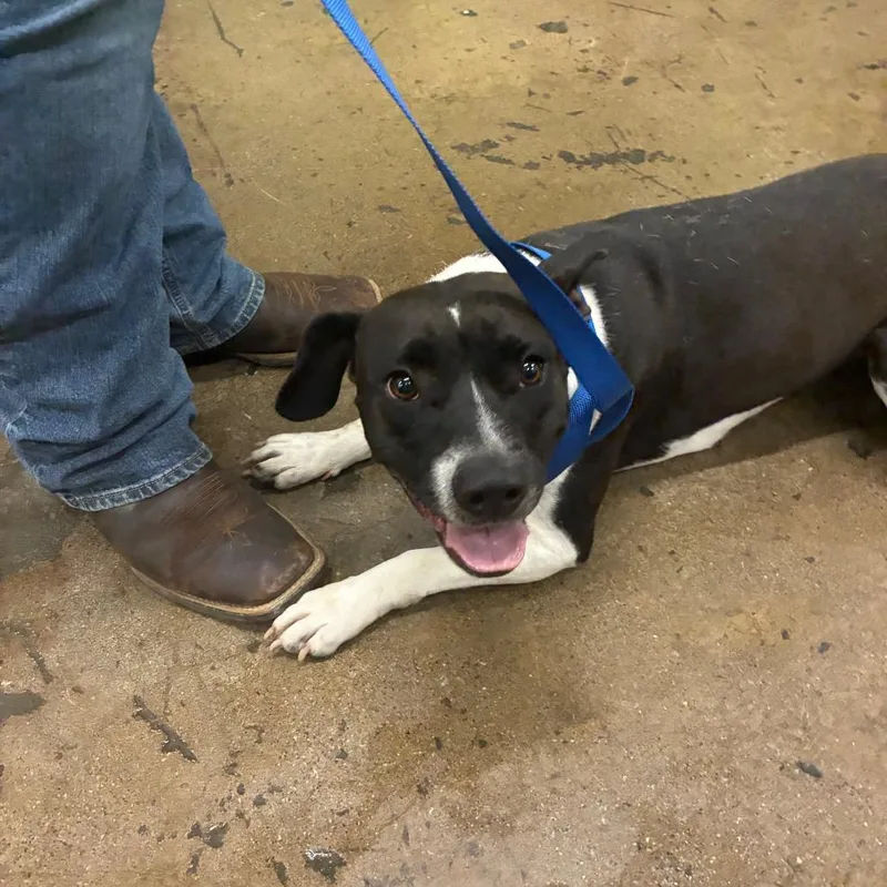 An adult small-sized female Mixed Breed dog named Turkey for adoption in Corbin, KY