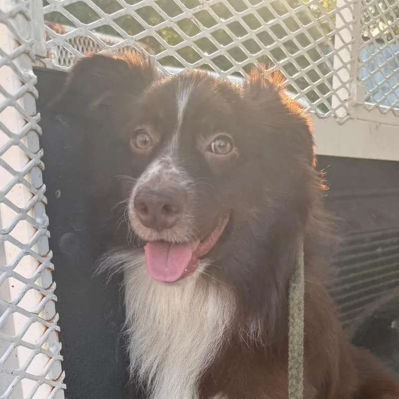 A young medium-sized male Brown / Chocolate Australian Shepherd dog named Feeney for adoption in Jacksonville, AR