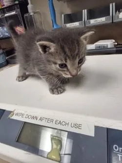 Mochi