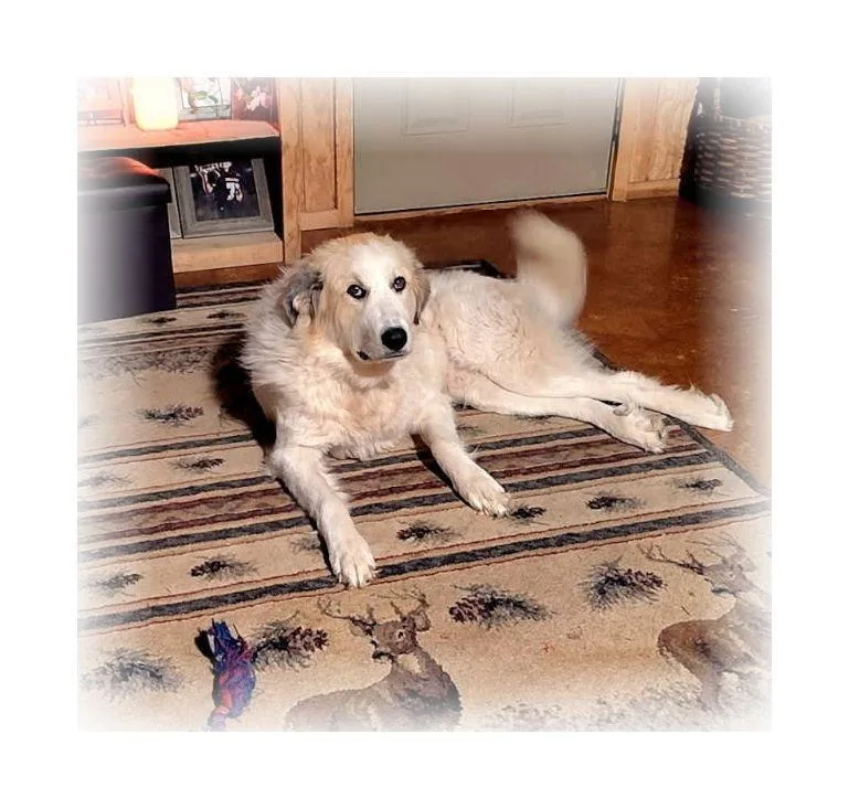 An adult large-sized female White / Cream Great Pyrenees dog named Teddi for adoption in Melbourne, AR