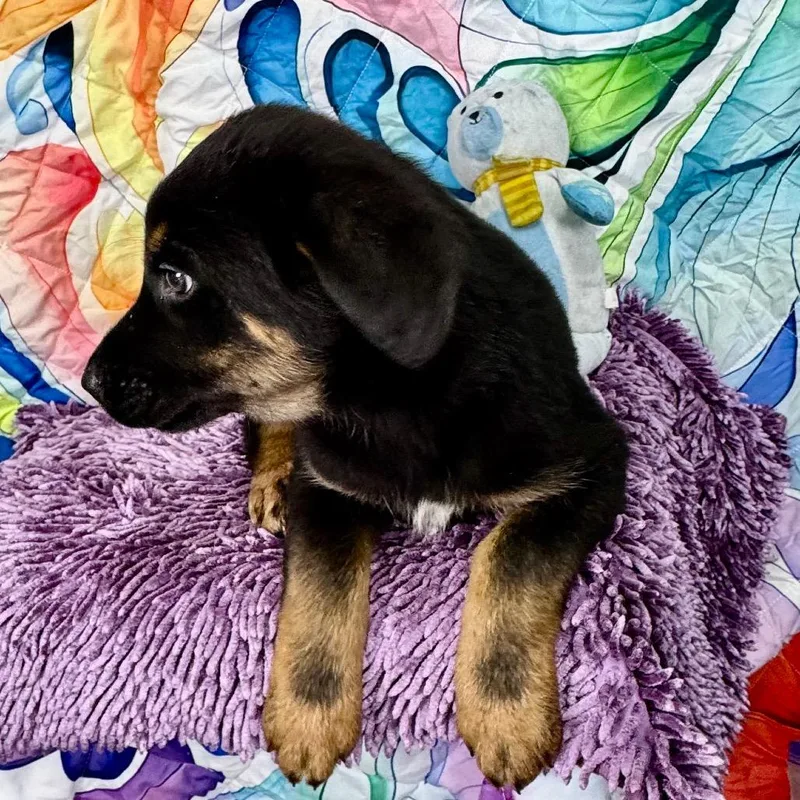 Oaksgooseberry thumbnail 4