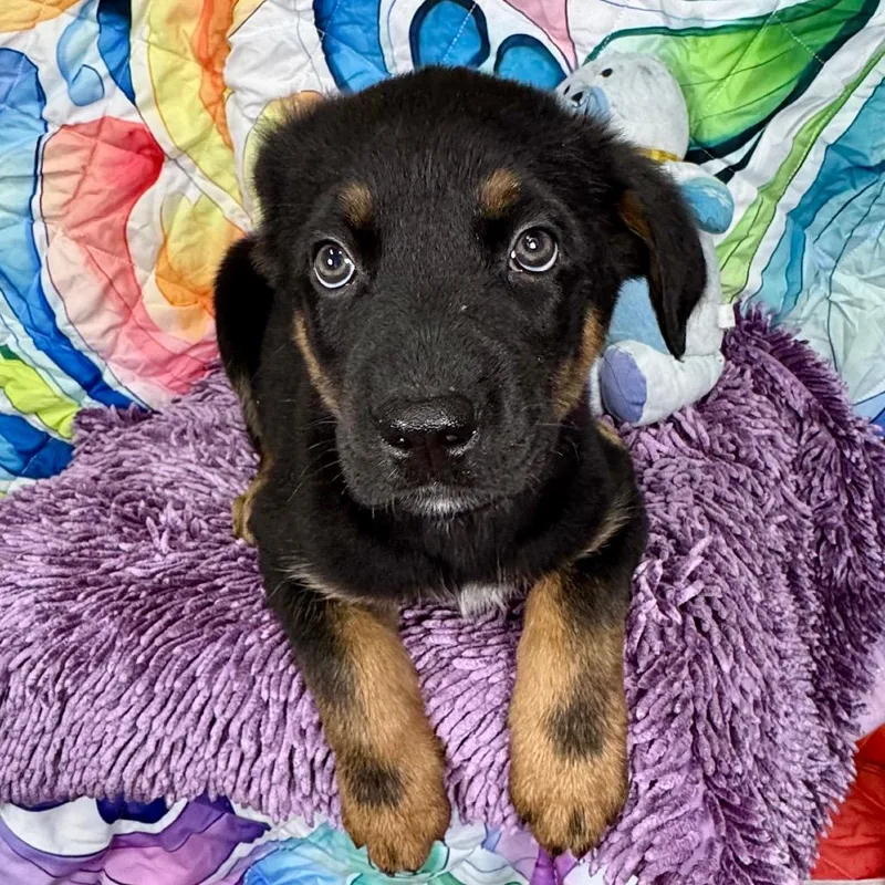 Oaksgooseberry thumbnail 5