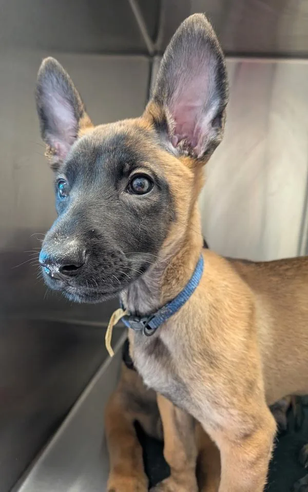 A baby small-sized female Belgian Shepherd / Sheepdog dog named Slim Jim for adoption in El Cajon, CA