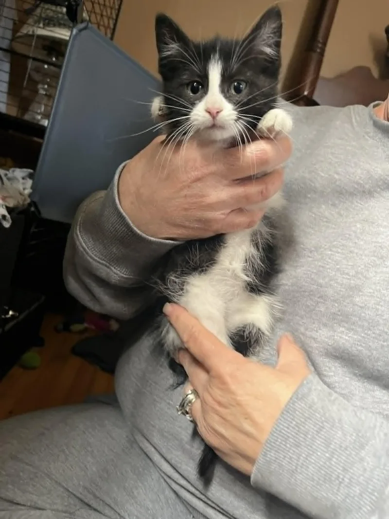 A baby medium-sized male Black & White / Tuxedo Domestic Short Hair cat named Elvis for adoption in Minneapolis, MN