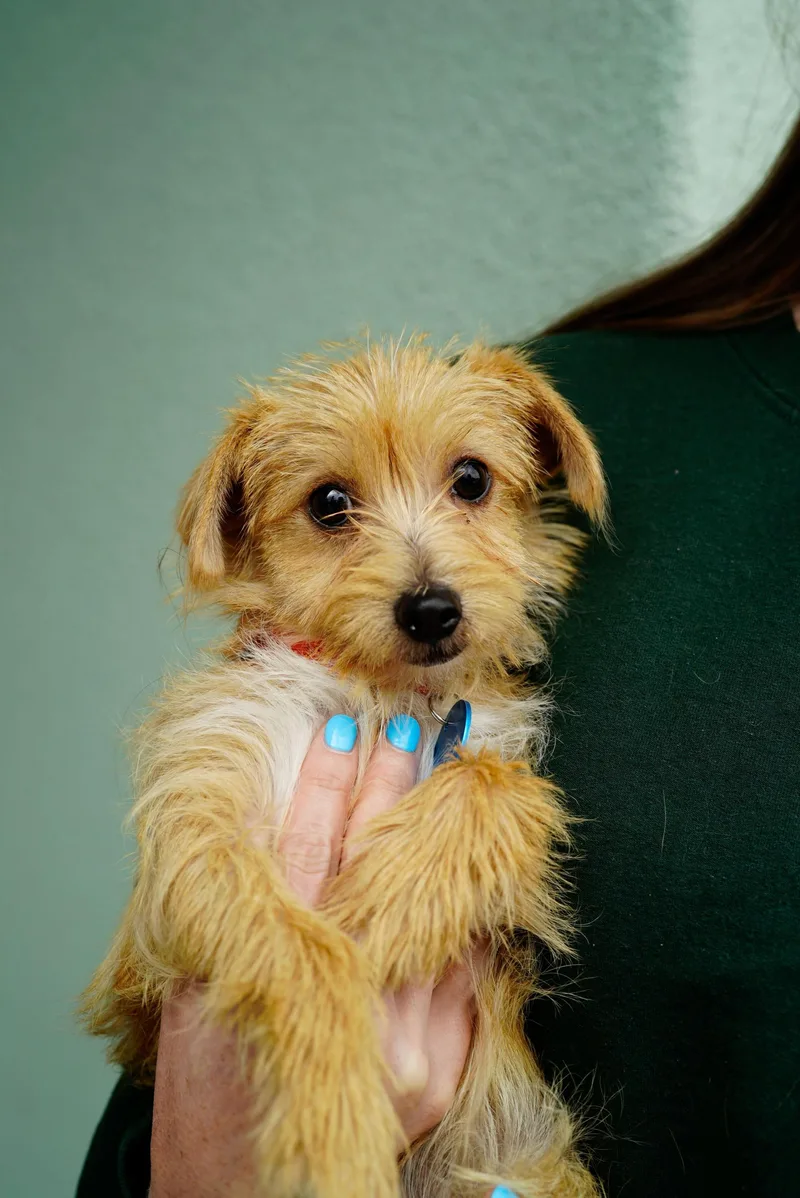 A baby small-sized female Terrier dog named Misty for adoption in Pasadena, CA
