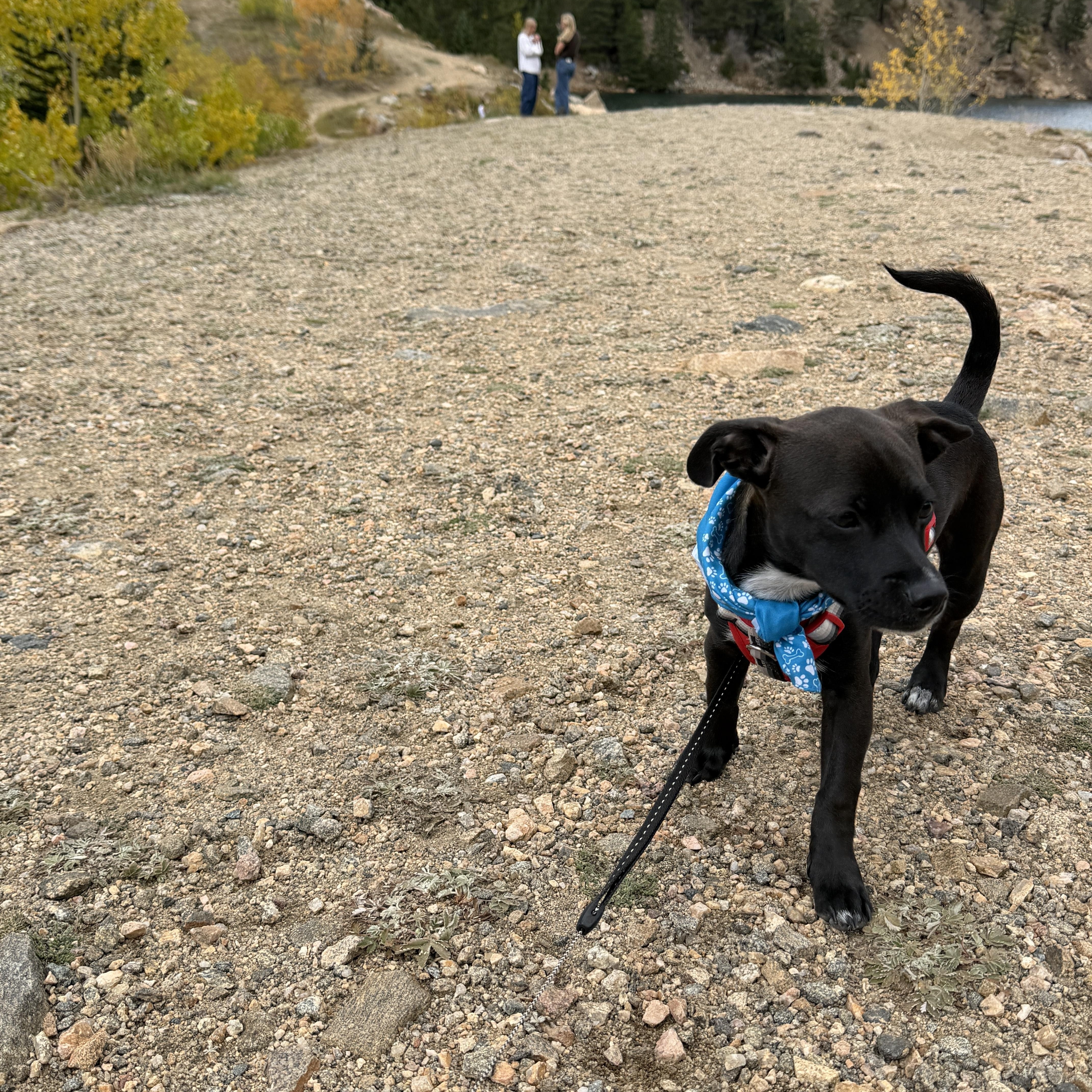 A baby small-sized male Chihuahua dog named Astro for adoption in Commerce City, CO