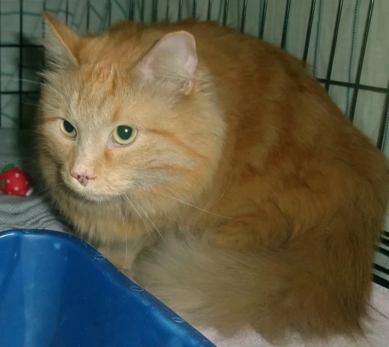 An adult large-sized male Orange / Red Domestic Medium Hair cat named Kobe for adoption in Plover, WI