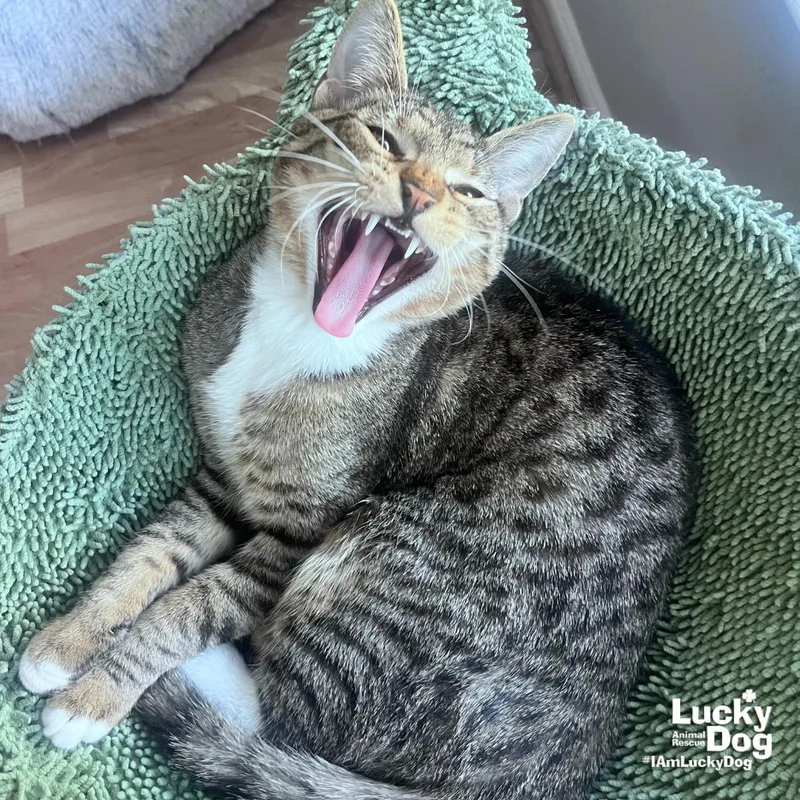 Shadow Sage thumbnail 2