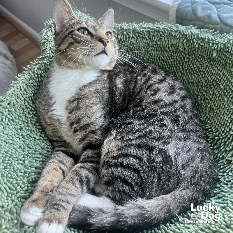 Shadow Sage thumbnail 3