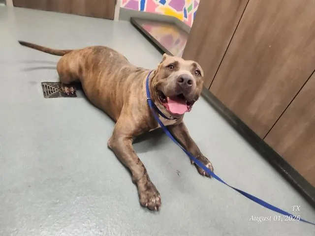 An adult extra large-sized male Pit Bull Terrier dog named Champ for adoption in Baytown, TX