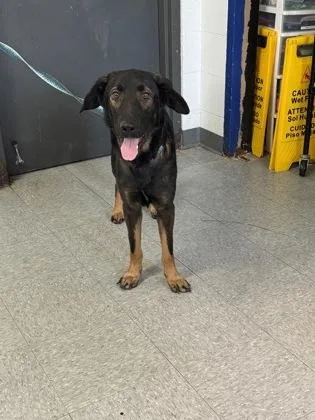 An adult large-sized male Shepherd dog named Stitch for adoption in Port Allen, LA