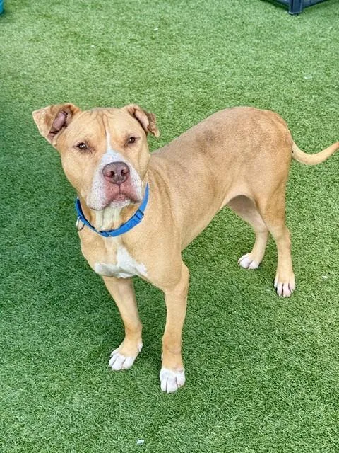 An adult large-sized male Mixed Breed dog named Strider for adoption in Dallas, TX