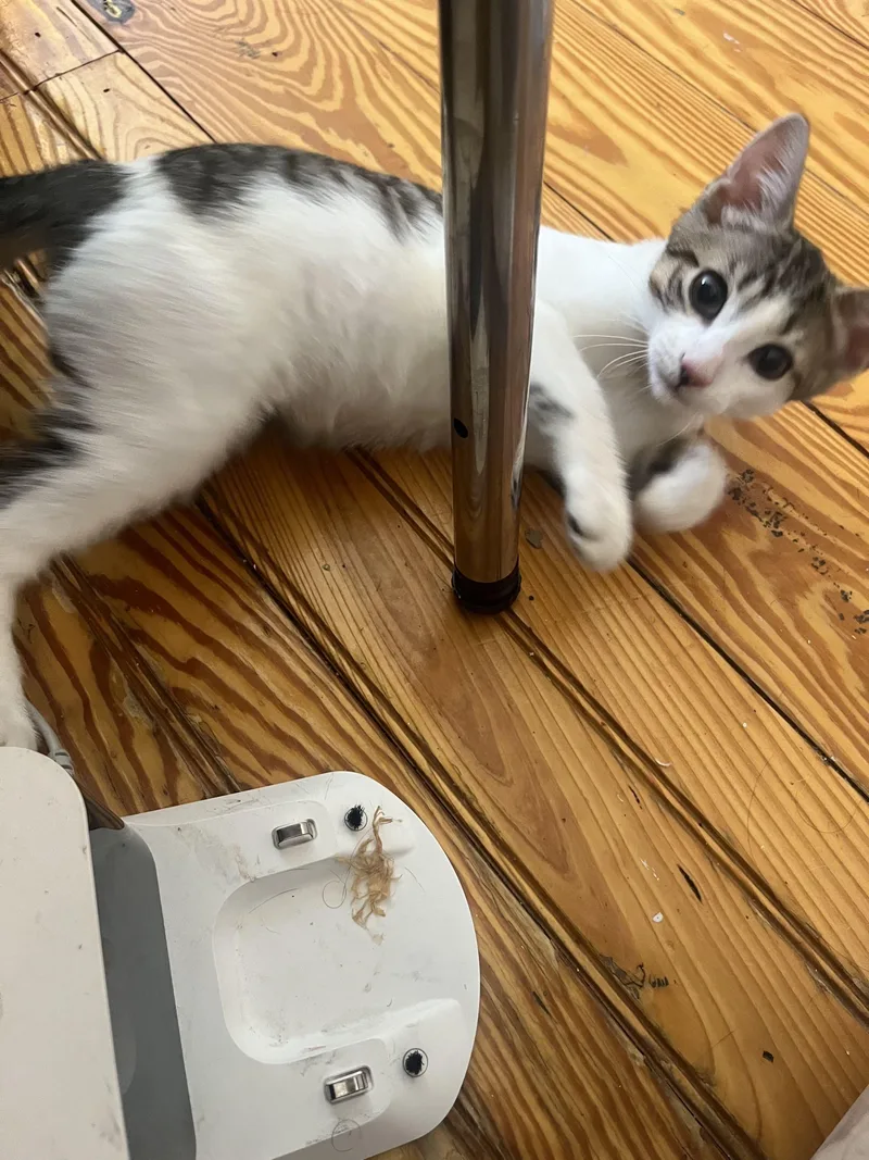 A baby small-sized male Domestic Short Hair cat named Tiny for adoption in Weehawken, NJ