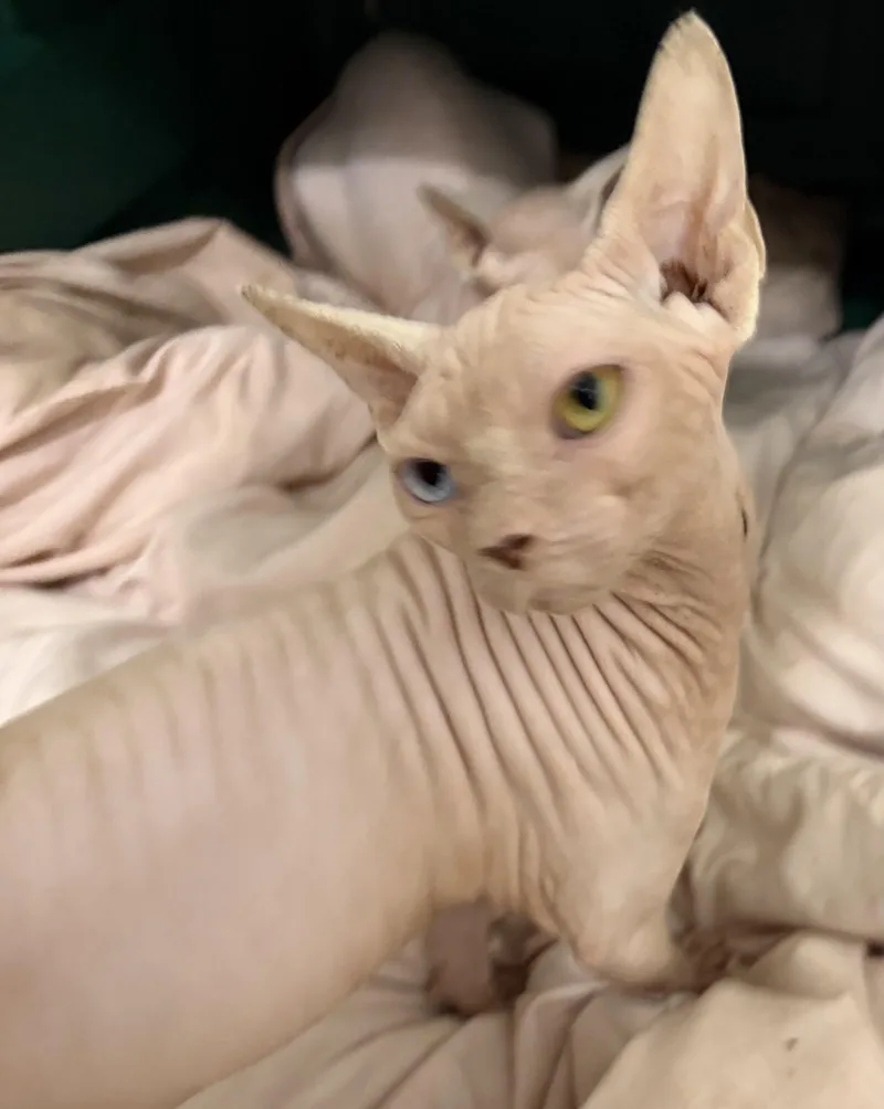 A young medium-sized female Sphynx / Hairless Cat cat named Gaga for adoption in Palm City, FL