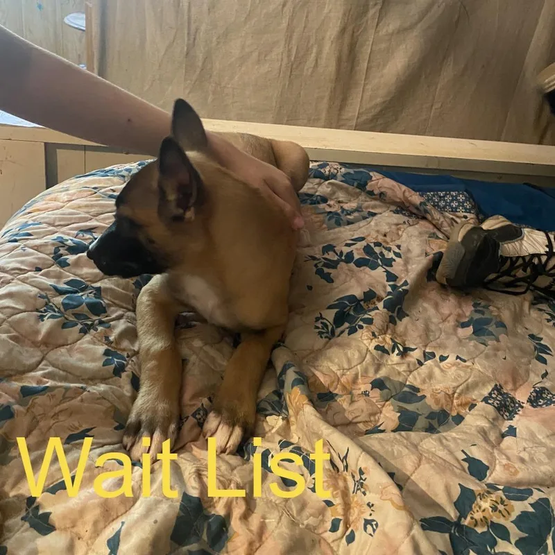 A baby medium-sized female Apricot / Beige Belgian Shepherd / Malinois dog named Speedy for adoption in Livingston, TX