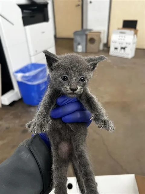 A baby medium-sized female Domestic Medium Hair cat named Kit Kat for adoption in Dallas, TX