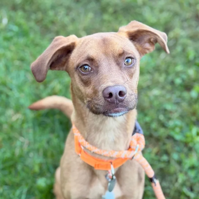 A young medium-sized female Retriever dog named Zula for adoption in Pittsford, VT