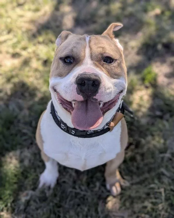 A young large-sized male American Bully dog named Gimmie Gum Gum for adoption in Richmond, VA
