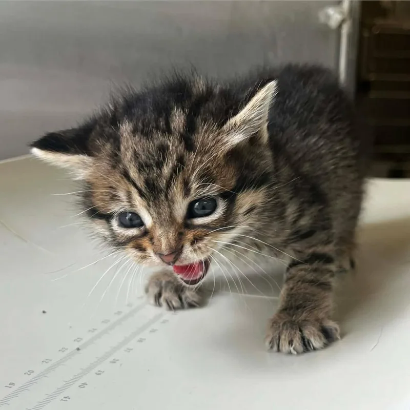 A baby medium-sized female Domestic Short Hair cat named Melyn for adoption in Sunrise Beach, MO