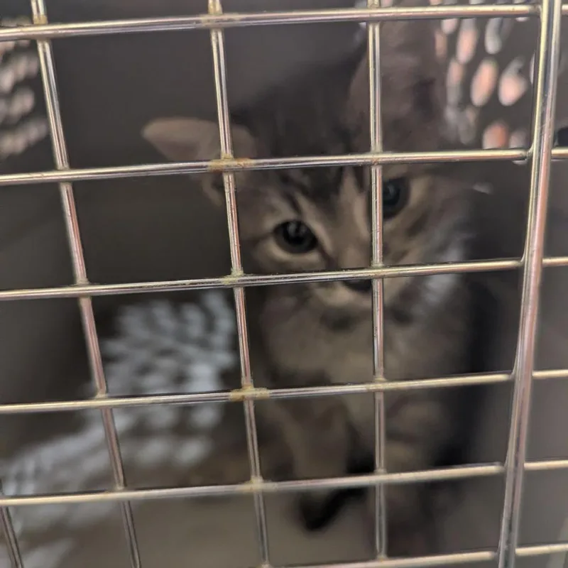 A baby small-sized female Gray / Blue / Silver Domestic Short Hair cat named Paint Bucket for adoption in Lynchburg, VA