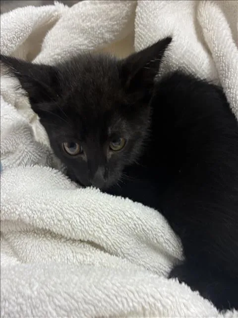 A baby small-sized male Domestic Short Hair cat named Jinshi for adoption in Los Angeles, CA
