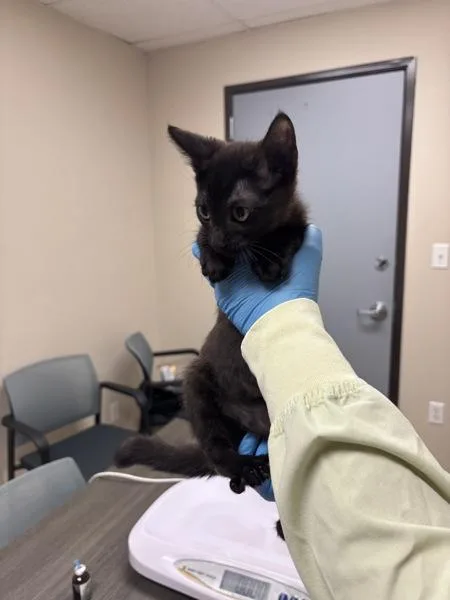 A baby small-sized male Domestic Short Hair cat named Dozer for adoption in Sherwood, OR