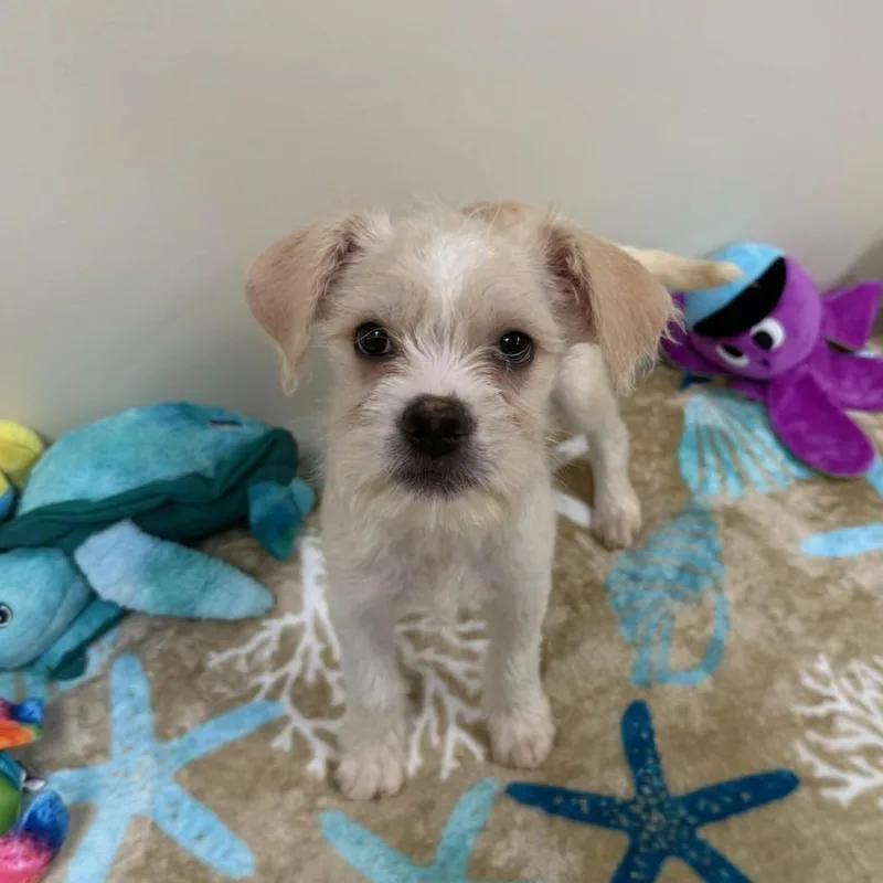 A baby small-sized male Yellow / Tan / Blond / Fawn Terrier dog named Cruise for adoption in Greensburg, PA