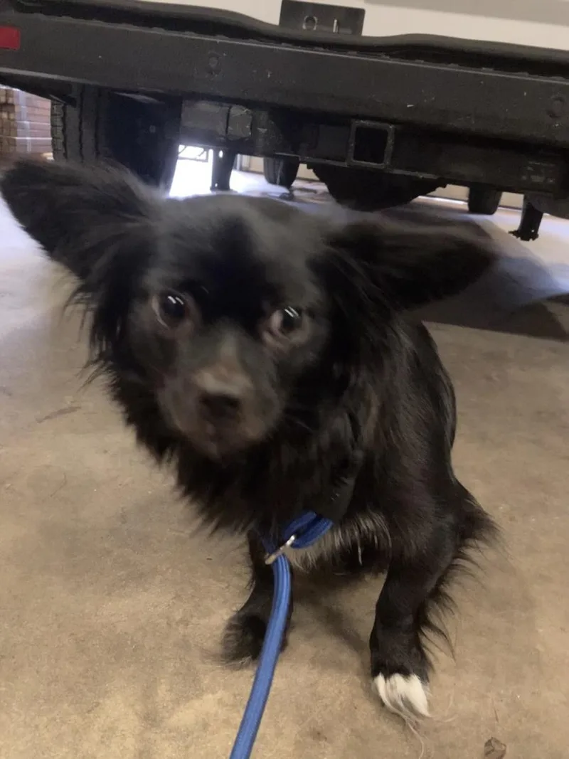A young small-sized female Chihuahua dog named Pika for adoption in Dallas, TX