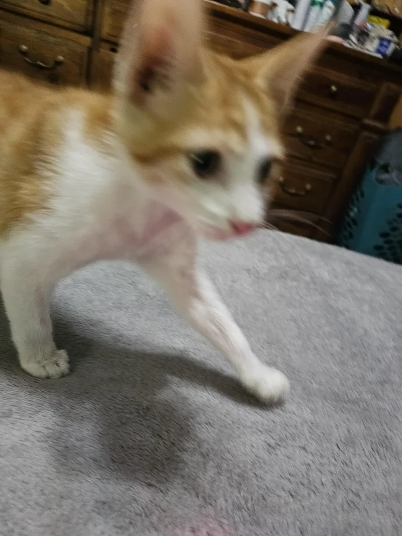 A baby small-sized male Domestic Short Hair cat named Tango for adoption in Mexico, MO