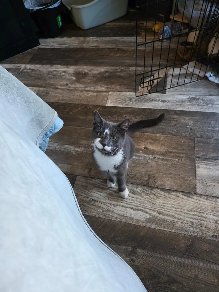 Lady Grey thumbnail 2