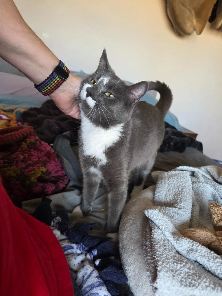 Lady Grey thumbnail 3