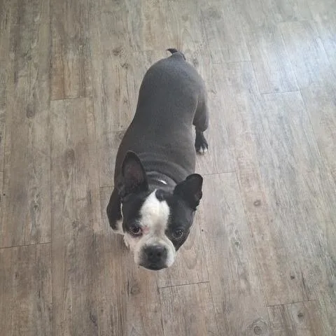 A senior medium-sized female Black Boston Terrier dog named Naomi for adoption in Decatur, AL
