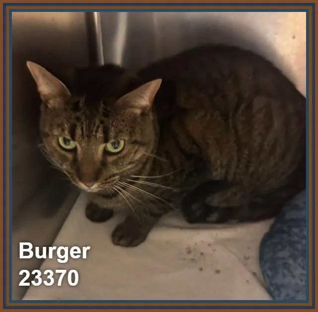 An adult large-sized male Tabby (Brown / Chocolate) Domestic Short Hair cat named Burger for adoption in Marietta, GA