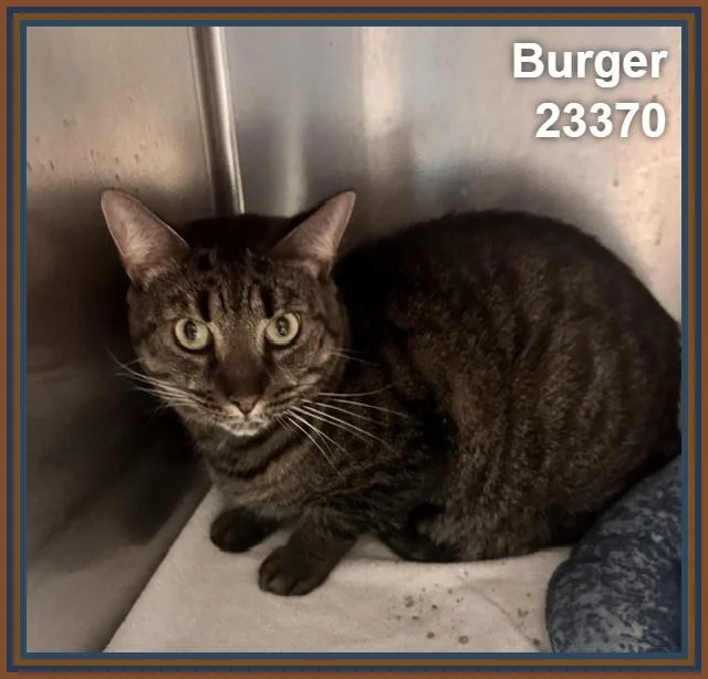 Burger thumbnail 2