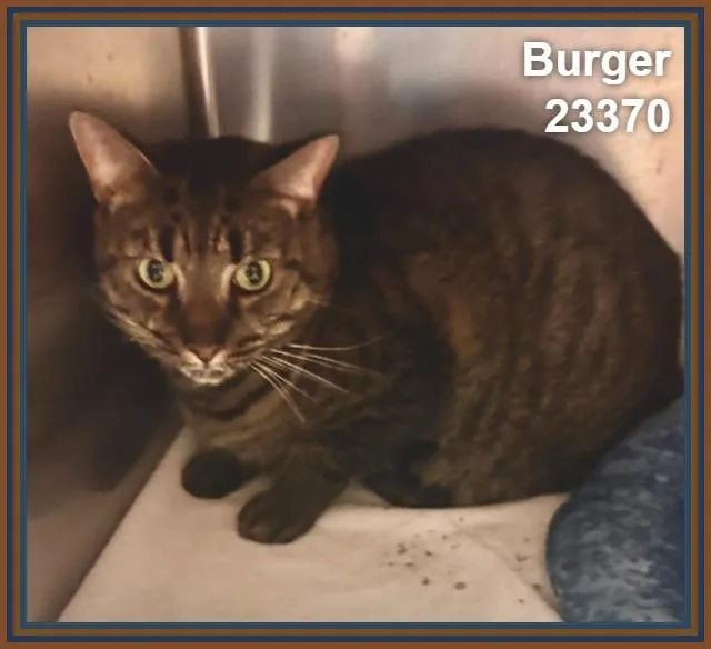 Burger thumbnail 3