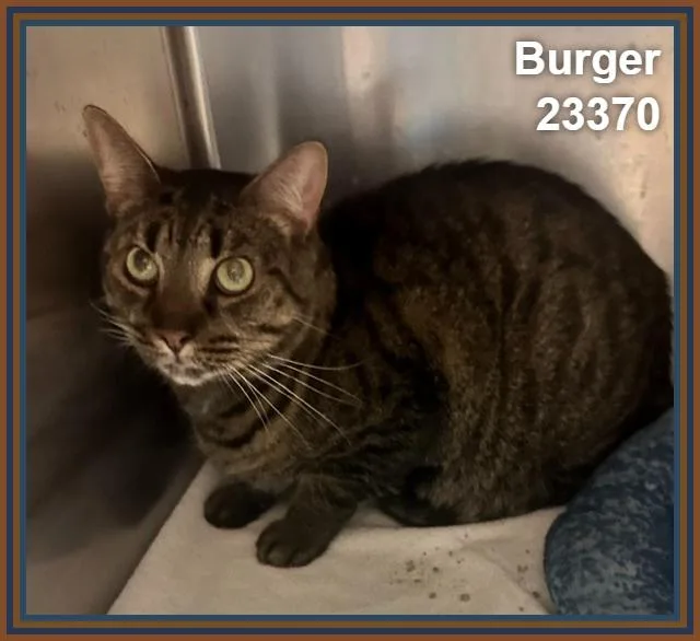 Burger thumbnail 4