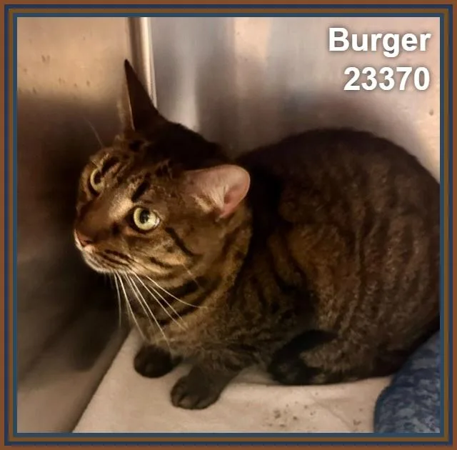 Burger thumbnail 5