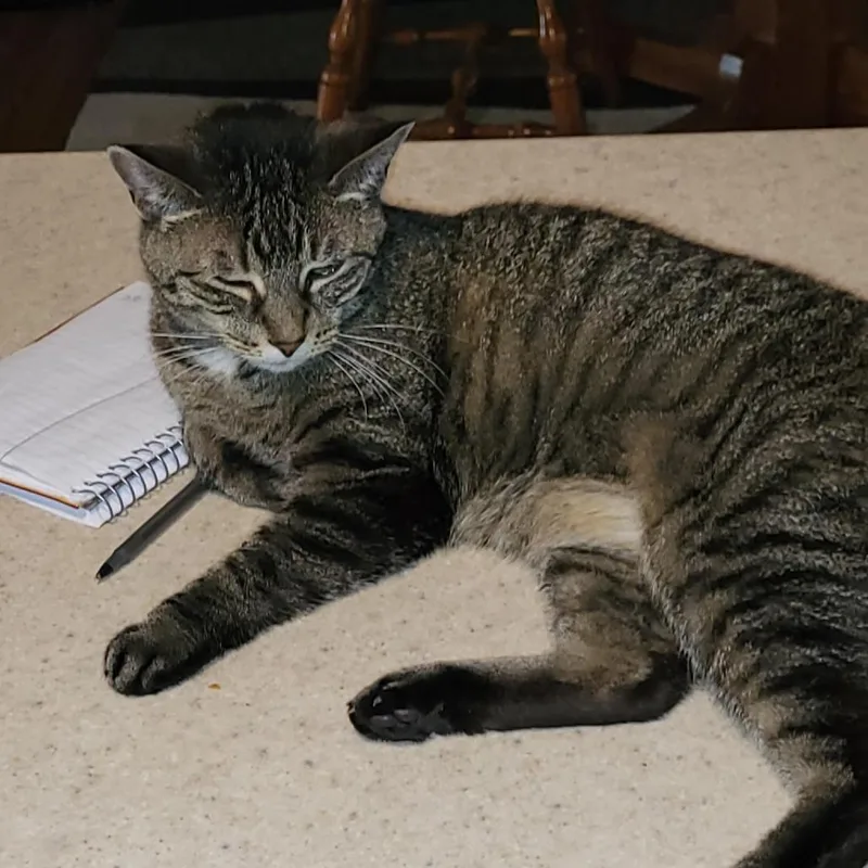 A senior small-sized female Gray / Blue / Silver Domestic Short Hair cat named Lady Miss Sweetheart C for adoption in Princeton, MN
