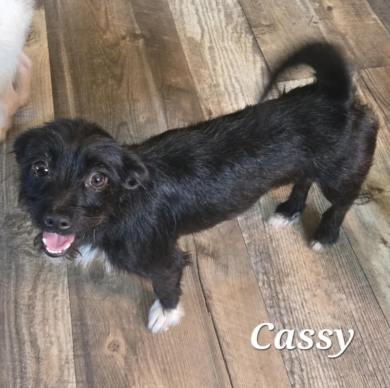 Cassy