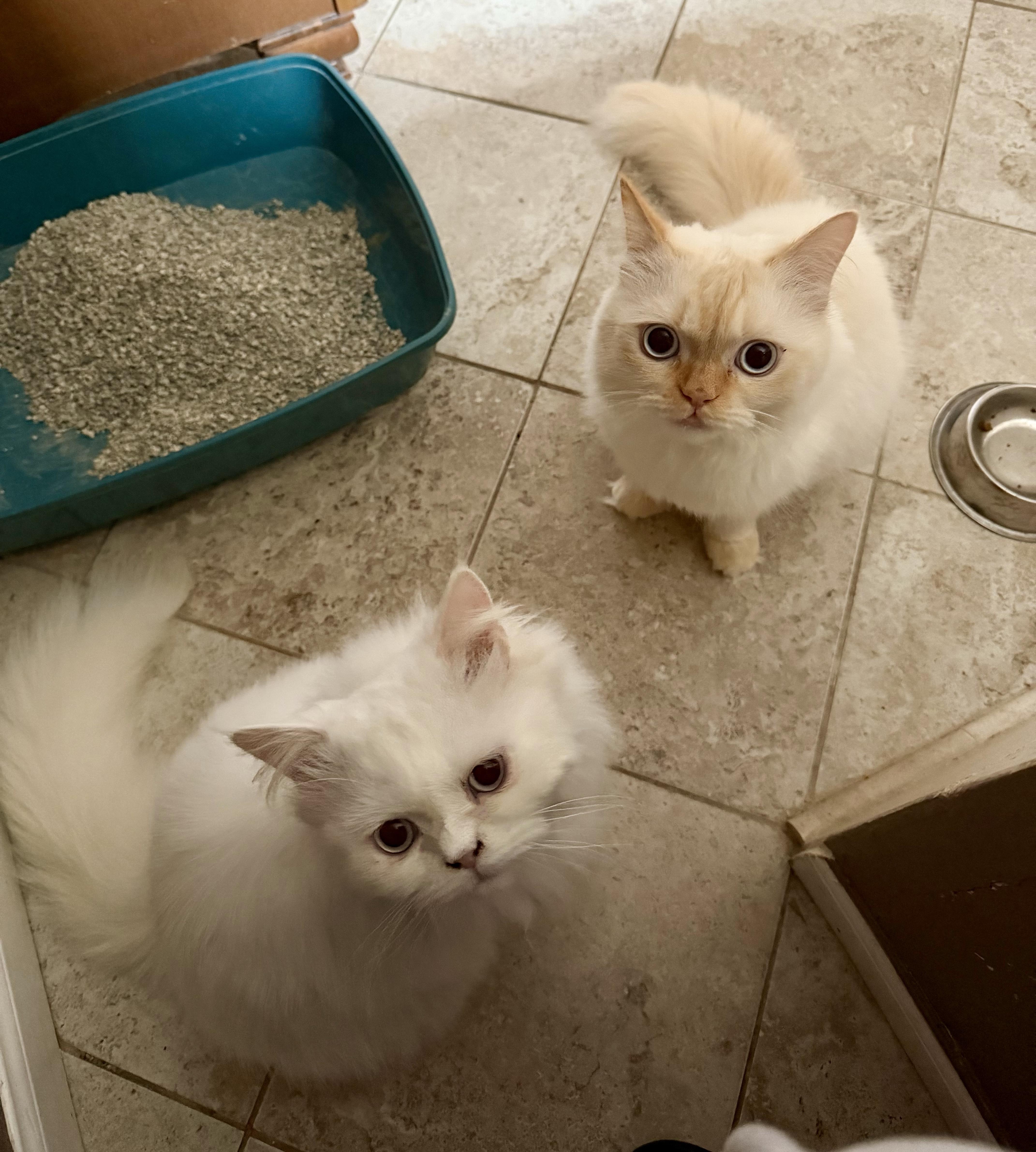 A young medium-sized male Himalayan cat named Akan!!!🤍 for adoption in Manalapan, NJ