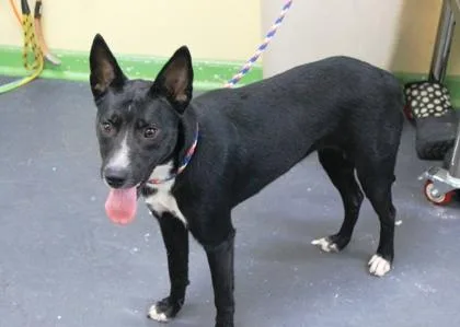 A young medium-sized female Labrador Retriever dog named Tipsy for adoption in Picayune, MS