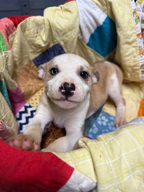 An adult large-sized male Yellow / Tan / Blond / Fawn Pit Bull Terrier dog named Oscar Keatts for adoption in Erin, TN