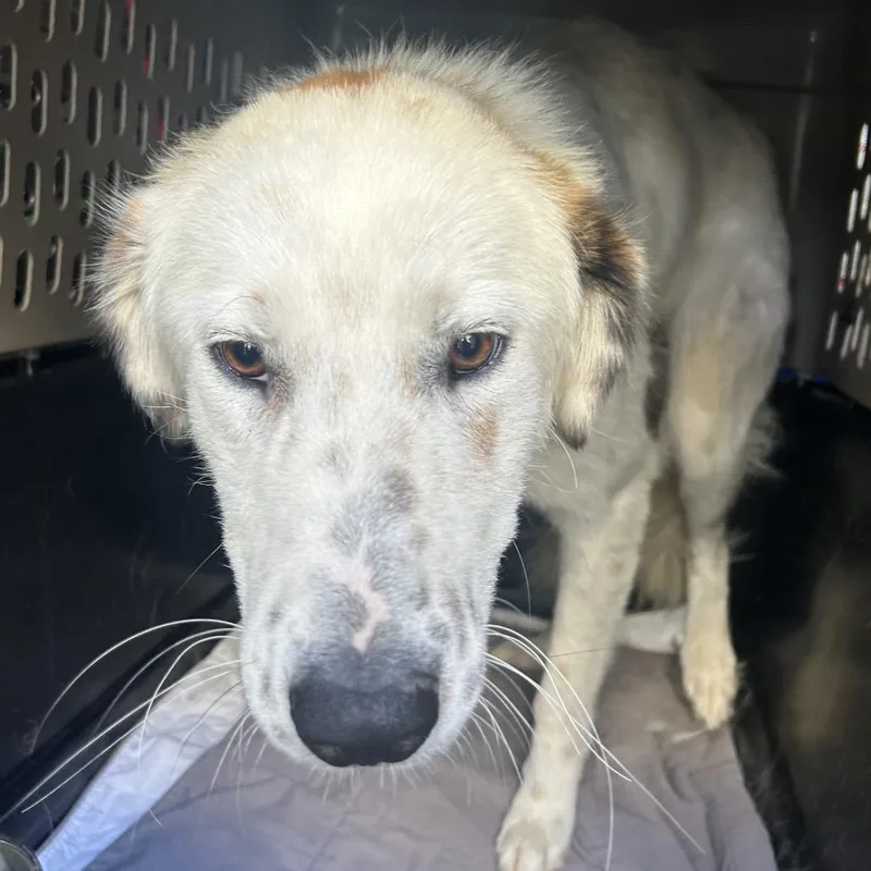 An adult medium-sized female White / Cream Great Pyrenees dog named Ibis for adoption in Point Richmond, CA