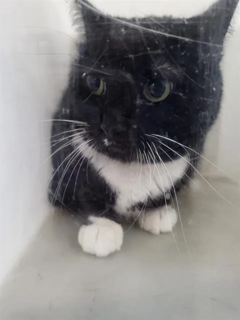 An adult medium-sized female Domestic Medium Hair cat named Rose for adoption in Dallas, TX