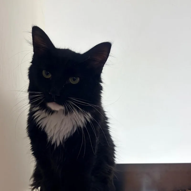 An adult medium-sized male Black Domestic Medium Hair cat named Canas for adoption in Harrisonburg, VA