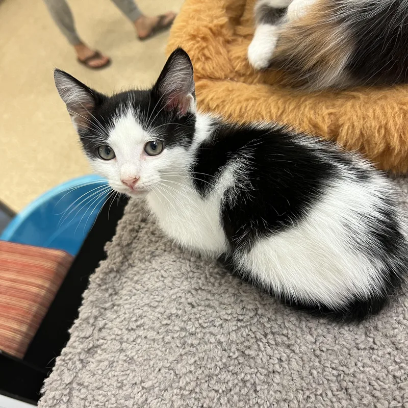 A baby medium-sized male Domestic Short Hair cat named Dice for adoption in Palmetto, FL