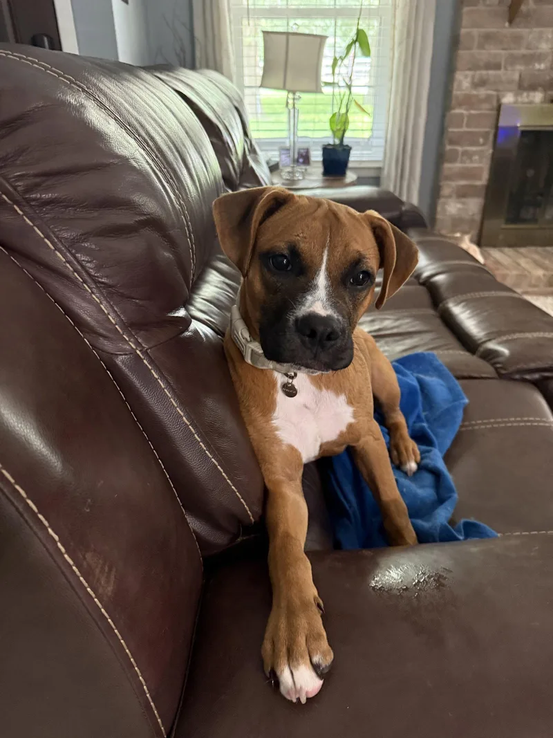 A baby medium-sized female Boxer dog named Nova for adoption in Katy, TX